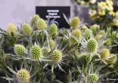 De Magical White Lagoon van Kolster is dit jaar geïntroduceerd en er komen nog 2 nieuwe soorten aan. De Purple Lagoon en de Grand Lagoon.